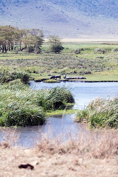 TZA ARU Ngorongoro 2016DEC26 Crater 084